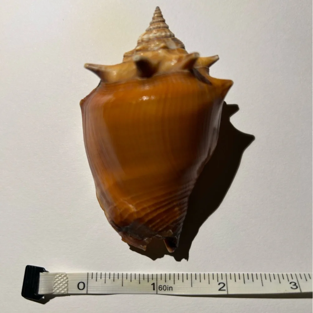 Large Brown Shell Decor - Picture 4 of 4